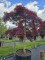 Afbeelding Japanse esdoorn met gelaagde kroon - Acer palmatum 'Garnet'