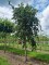 Afbeelding Kronkelhazelaar op hoogstam - Corylus avellana 'Contorta'
