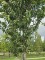 Afbeelding Japanse sierkers - Prunus 'Sunset Boulevard'