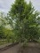 Afbeelding Zuilvormige haagbeuken op stam - Carpinus betulus 'Frans Fontaine'   (Fastigiata)