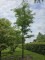 Afbeelding Valse Christusdoorn - Gleditsia triacanthos ‘Inermis’