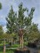 Afbeelding Grove den - Pinus sylvestris