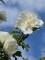 Afbeelding Opgaande Hibiscus met witte bloei - Hibiscus syriacus 'White Chiffon'