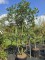 Afbeelding Groenblijvende schijnhulst - Osmanthus Aquifolium