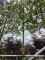 Afbeelding Steeneik hoogstamboom - Quercus ilex