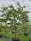 Afbeelding Perzisch IJzerhout - Parrotia persica