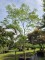 Afbeelding Perzische slaapboom - Albizia julibrissin