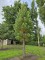 Afbeelding Mammoetboom - Sequoiadendron giganteum