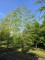 Afbeelding Groene beuk - Fagus sylvatica
