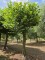 Afbeelding Plataan - Platanus hispanica dak of knotvorm
