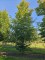 Afbeelding Groene beuk - Fagus sylvatica