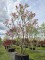 Afbeelding Magnolia - Magnolia 'Susan'
