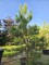 Afbeelding Oostenrijkse Den - Pinus nigra 'Nigra'