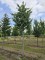 Afbeelding Perzisch IJzerhout - Parrotia persica 'Vanessa'