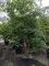 Afbeelding Storaxboom meerstammig - Styrax japonicus