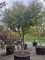 Afbeelding Japanse esdoorn - Acer palmatum