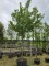 Afbeelding Opal pruim met een volle kroon - Prunus domestica 'Opal'