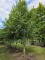 Afbeelding Krimlinde - Tilia x europaea 'Euchlora'