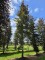 Afbeelding Rode beuk als solitair - Fagus sylvatica 'Atropunicea'