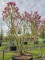 Afbeelding Magnolia 'Susan' - Magnolia 'Susan'