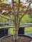Afbeelding Japanse esdoorn - Acer palmatum 'Red Emperor'