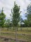 Afbeelding Japanse sierkers - Prunus 'Sunset Boulevard'