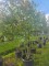 Afbeelding Winterlinde meerstam - Tilia cordata