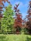 Afbeelding Rode beuk - Fagus sylvatica Atropunicea