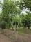 Afbeelding Amerikaanse tulpenboom - Liriodendron tulipifera 'Aureomarginatum'