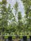 Afbeelding Steeneik - Quercus ilex