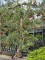 Afbeelding Appel 'Elstar' - Malus domestica 'Elstar'
