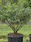 Afbeelding Gele winterbloeiende toverhazelaar - Hamamelis Mollis