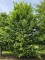 Afbeelding HAAGBEUK als ruige karakterboom - Carpinus betulus