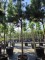 Afbeelding grove den hoogstam - Pinus sylvestris