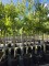Afbeelding Zevenzonenboom - Heptacodium miconioides