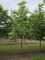 Afbeelding Storaxboom - Styrax japonicus