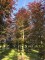 Afbeelding Rode beuk - Fagus sylvatica 'Atropunicea'