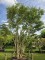 Afbeelding Zevenzonenboom - Heptacodium miconioides
