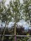 Afbeelding Steeneik hoogstamboom - Quercus ilex