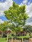 Afbeelding Japanse esdoorn - Acer palmatum