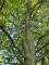 Afbeelding Groene Beuk - Fagus sylvatica