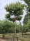 Afbeelding Zevenzonenboom - Heptacodium miconioides