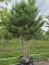Afbeelding Grove den - Pinus sylvestris