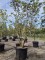 Afbeelding Judasboom - Cercis siliquastrum