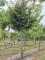 Afbeelding Perzisch IJzerhout - Parrotia persica 'Vanessa'