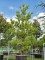 Afbeelding Weymouthden - Pinus strobus
