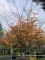 Afbeelding Perzisch IJzerhout - Parrotia persica