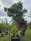 Afbeelding Grove Den - Pinus sylvestris