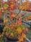 Afbeelding Japanse esdoorn 'Dansende Pauw' - Acer japonicum 'Aconitifolium'