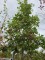 Afbeelding Moeraseik - Quercus Palustris